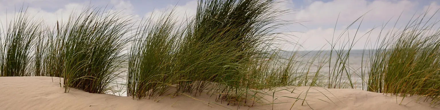 Dünen bei BeachHouse AAN ZEE