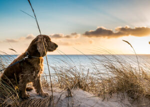 Mit Hund zum Strand und Meer in BeachHouse AAN ZEE in Noordwijk aan Zee